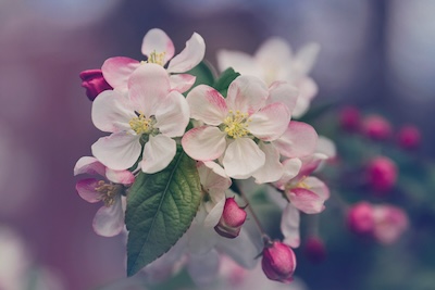 Æbler i blomst