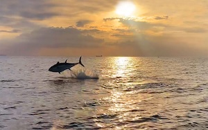 Tun i Øresund